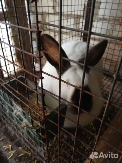Кролики-калифорнийские