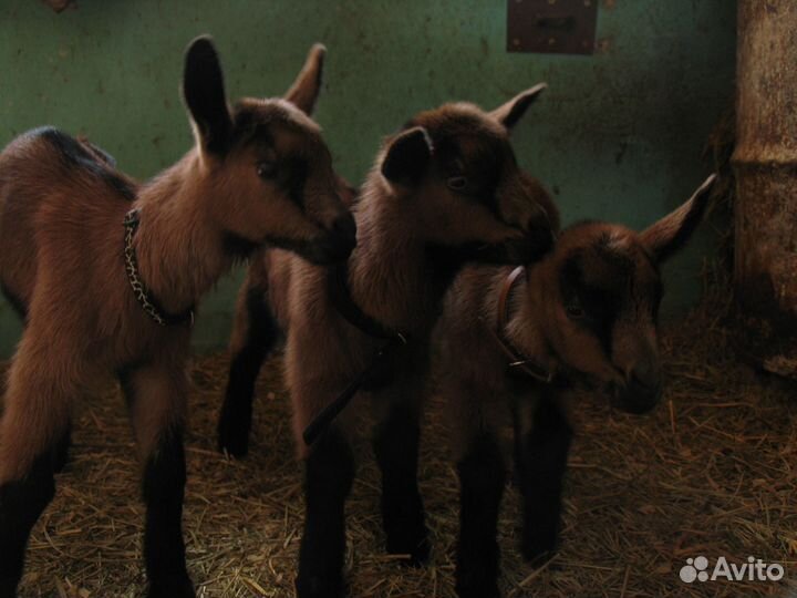 Чешские козочки и козлики