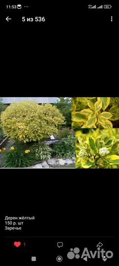 Многолетние растения для сада