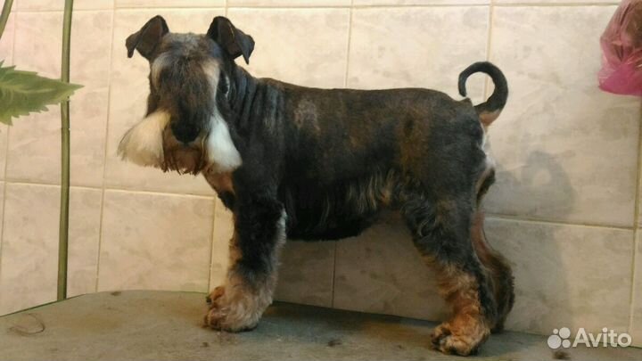 Стрижка собак и кошек