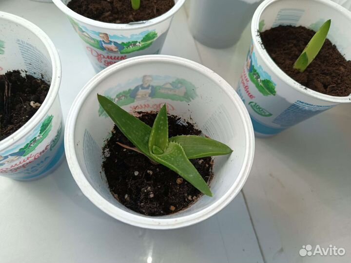 Алоэ-вера толстый лист