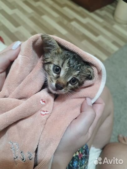 Котик в добрые руки