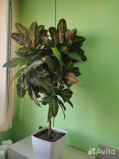 Кротон большой комнатный цветок