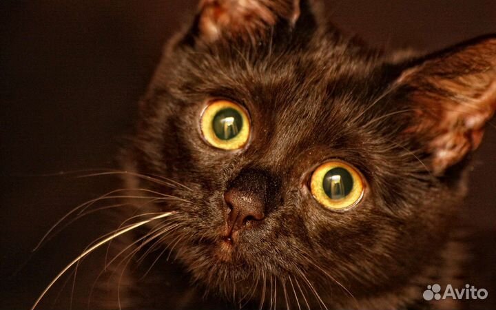 Помогу Вам найти собачку/кошечку/щенка/котенка