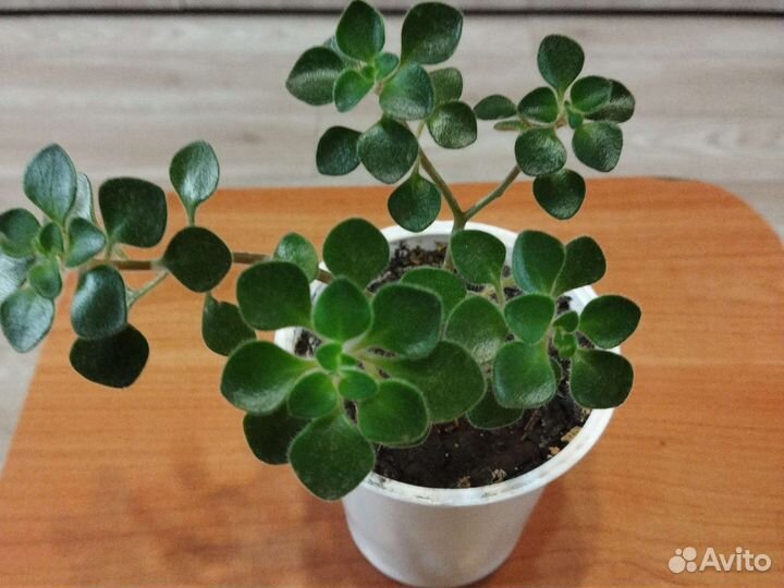 Орхидея, Аихризон дерево любви