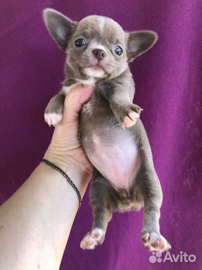 Щенки чихуахуа и взрослые