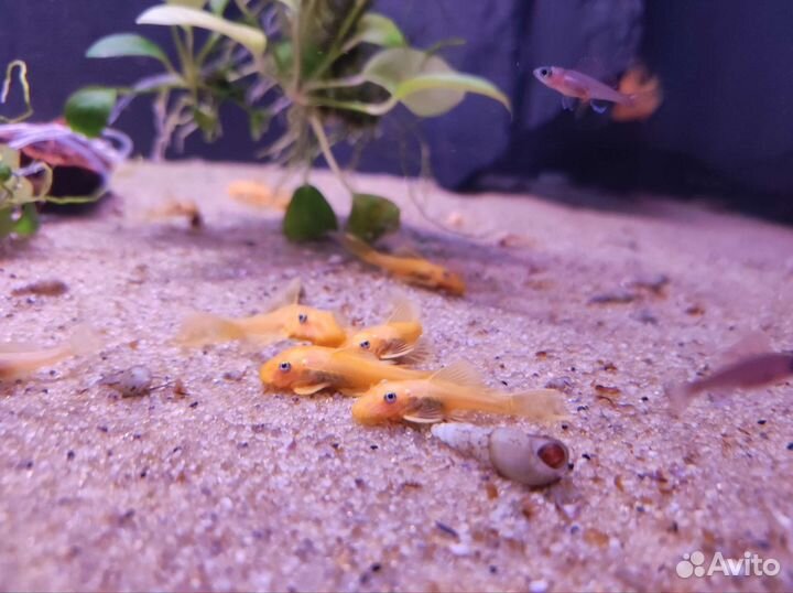 Анцитрус L-144