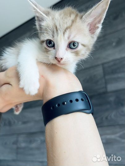 Канадский сфинкс котенок