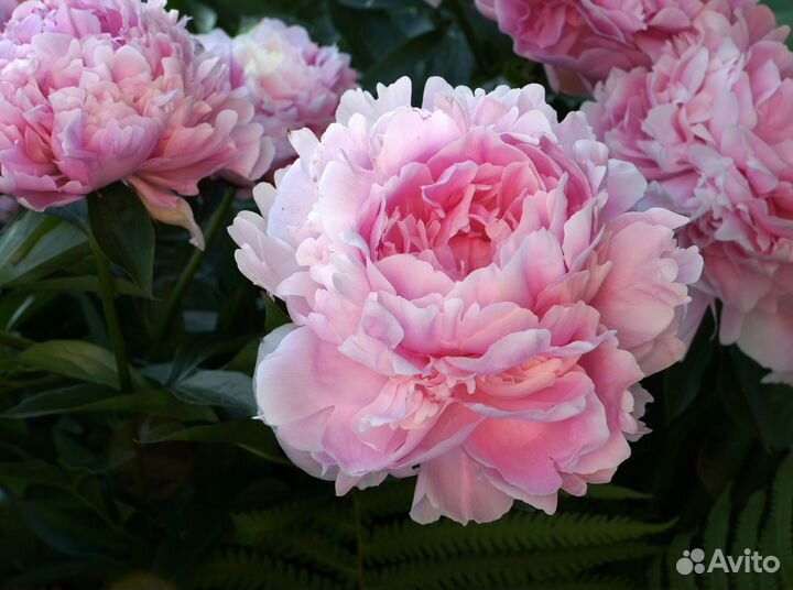 Пионы на осень