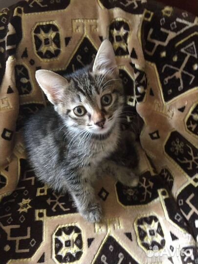 Кошки в добрые руки бесплатно