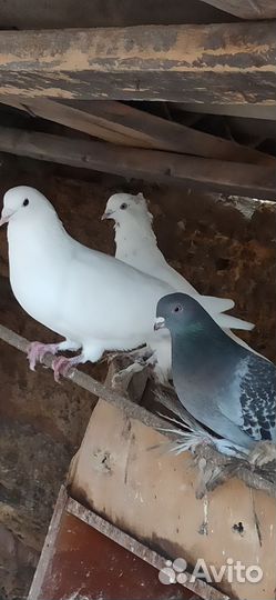 Голуби бесплатно