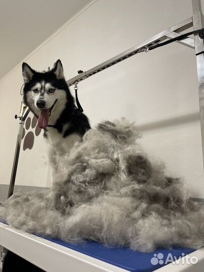 Груминг собак и кошек(экспресс линька, стрижка)