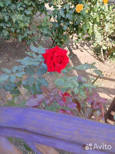 Саженцы роз