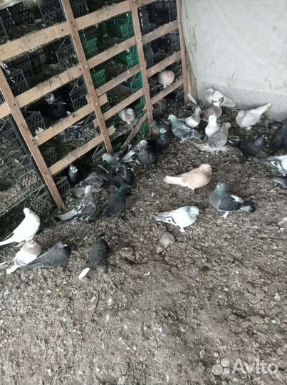 Голубь турецкие такла продажа