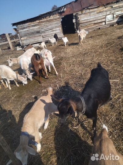 Молочные козы