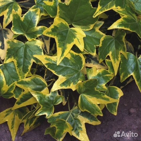 Плющ хедера