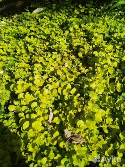 Вербейник монетчатый голд