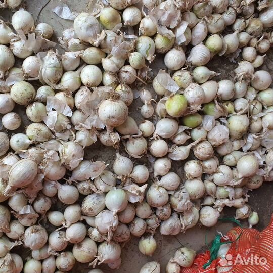 Лук на выгонку пера