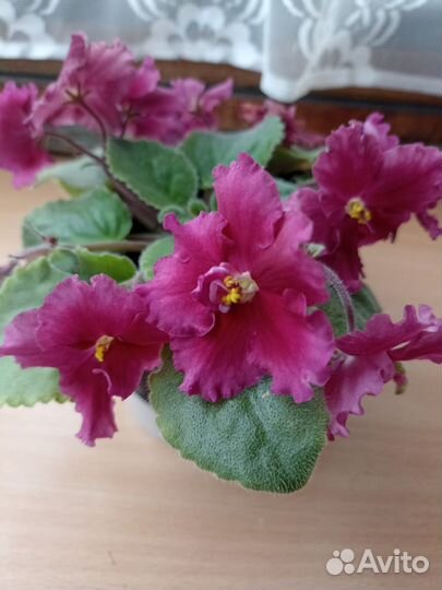 Фиалка в горшках