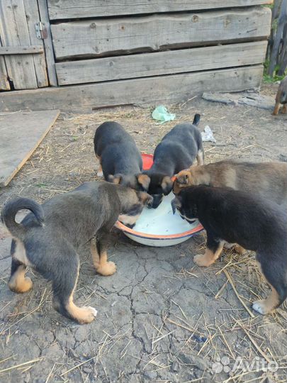 Щенки в добрые руки