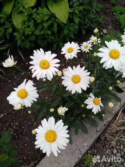 Продам флоксы. Ромашка садовая белая крупная