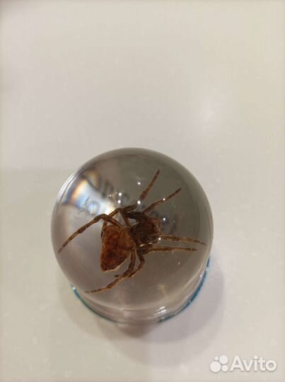 Журнал Чудеса природы # 6