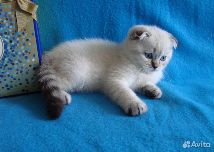 Шотландские котята