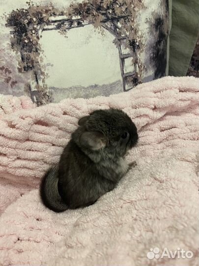 Шиншилленок