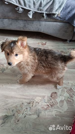 Щенок ищет дом