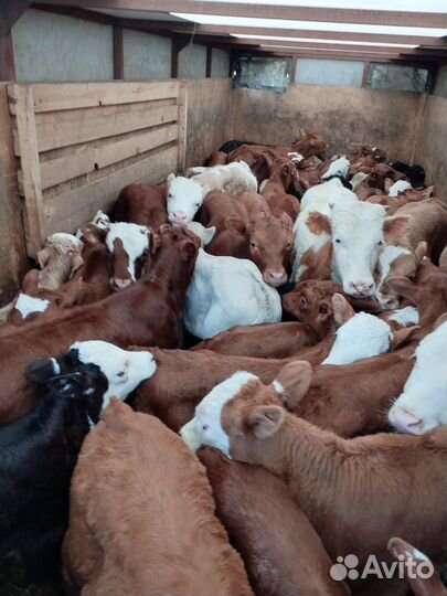 Телята бычки