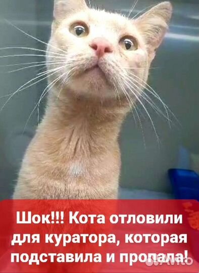 У кота 2 дня