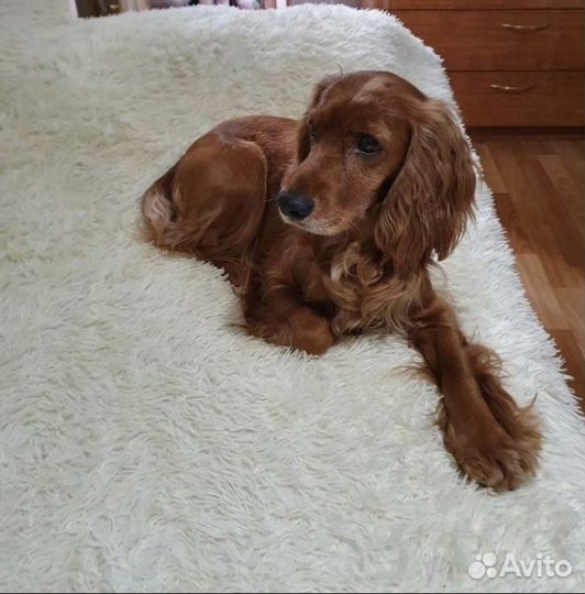 Собака для вязки