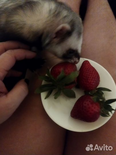 Вязка хорька