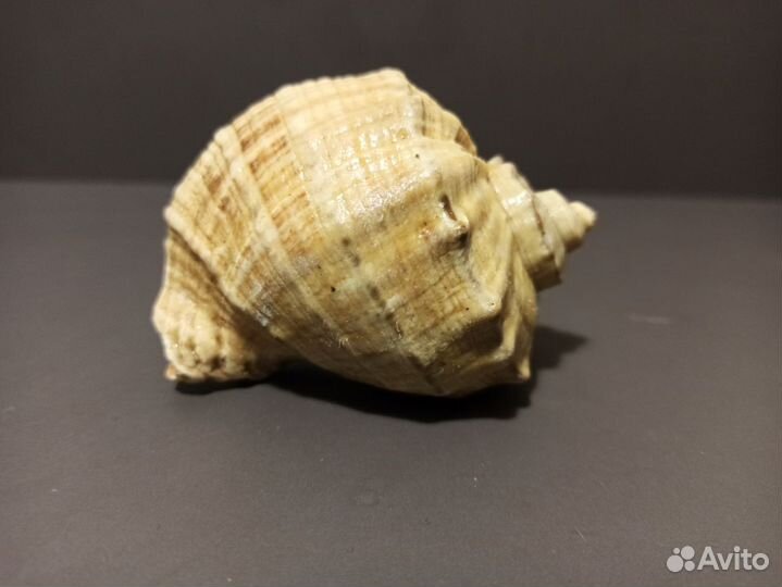 Морская раковина