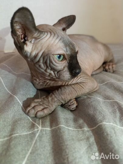 Канадский сфинкс котенок черный