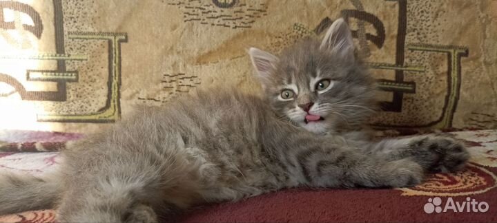 Кошка в дар тульский