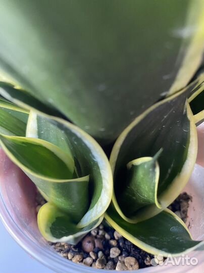 Сансевиерии микс