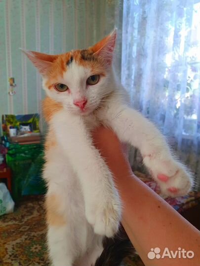 В дар котенок 4 мес трехцветка не берут зайку