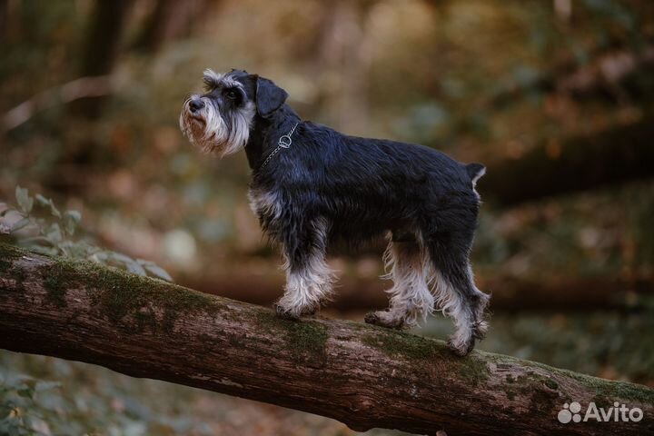 Цвергшнауцер вязка