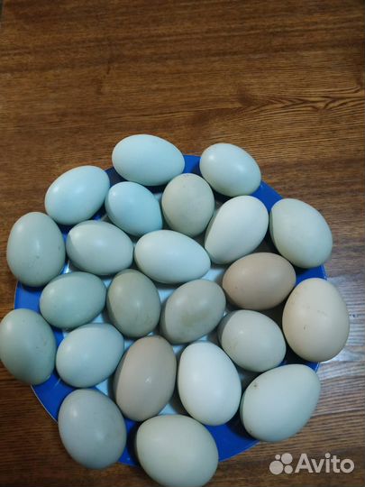 Инкубацинное яйцо цветное цесариное