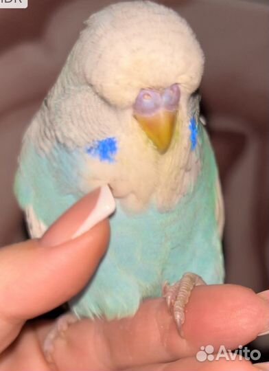 Выставочные волнистые попугаи чехи