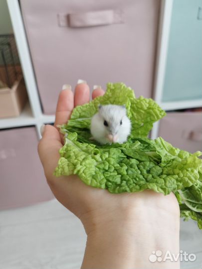 Джунгарский хомяк