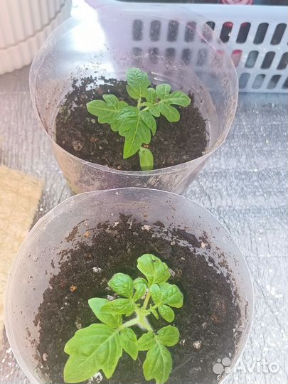 Рассада томатов Горшечный Каменный Балконный