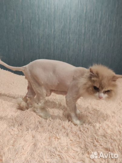 Груминг (выезд на дом)