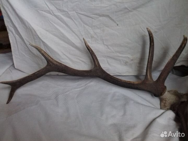 Рога изюбра