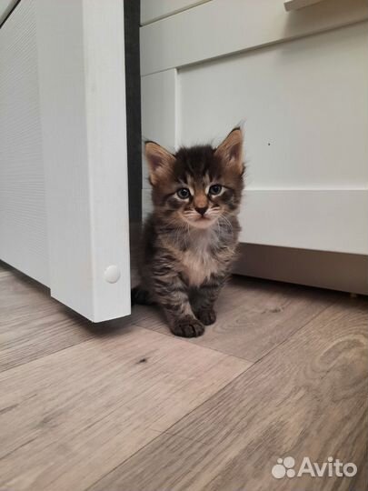 Котенок 1 месяц