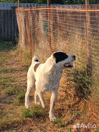 Среднеазиатская овчарка алабай вязка
