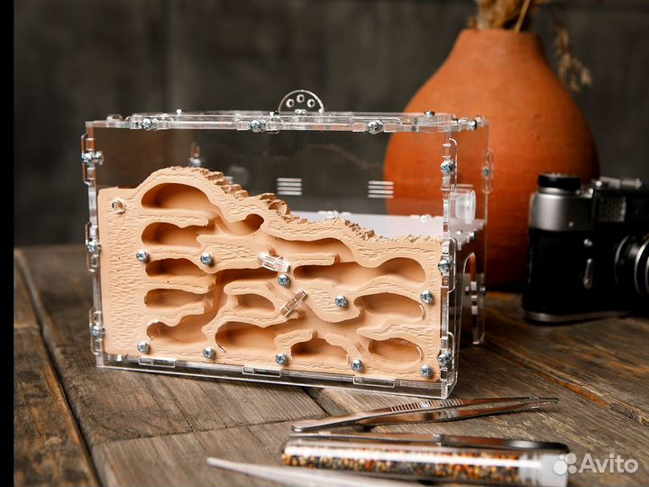 Муравьиная ферма