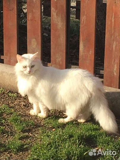 Кошка белая стерилизованная