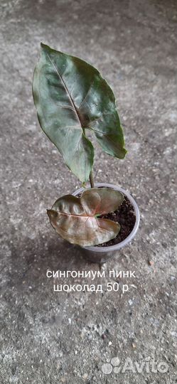 Комнатные растения